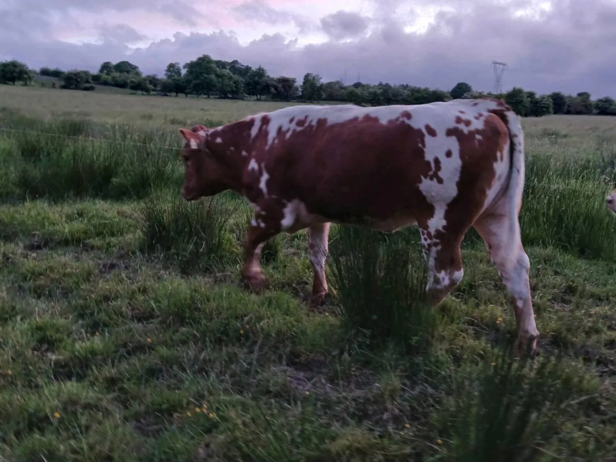 4 Beautiful Breeding Heifers - Image 3