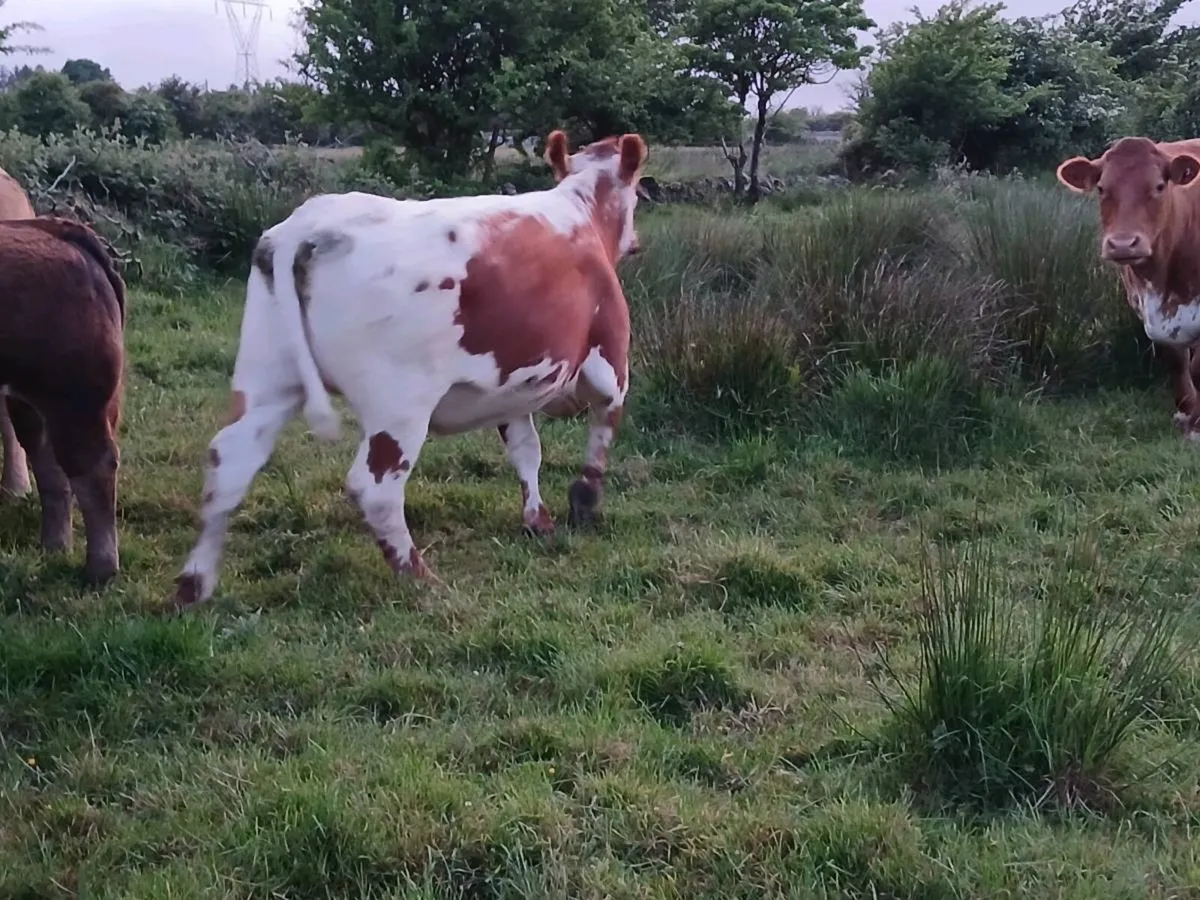 4 Beautiful Breeding Heifers - Image 4