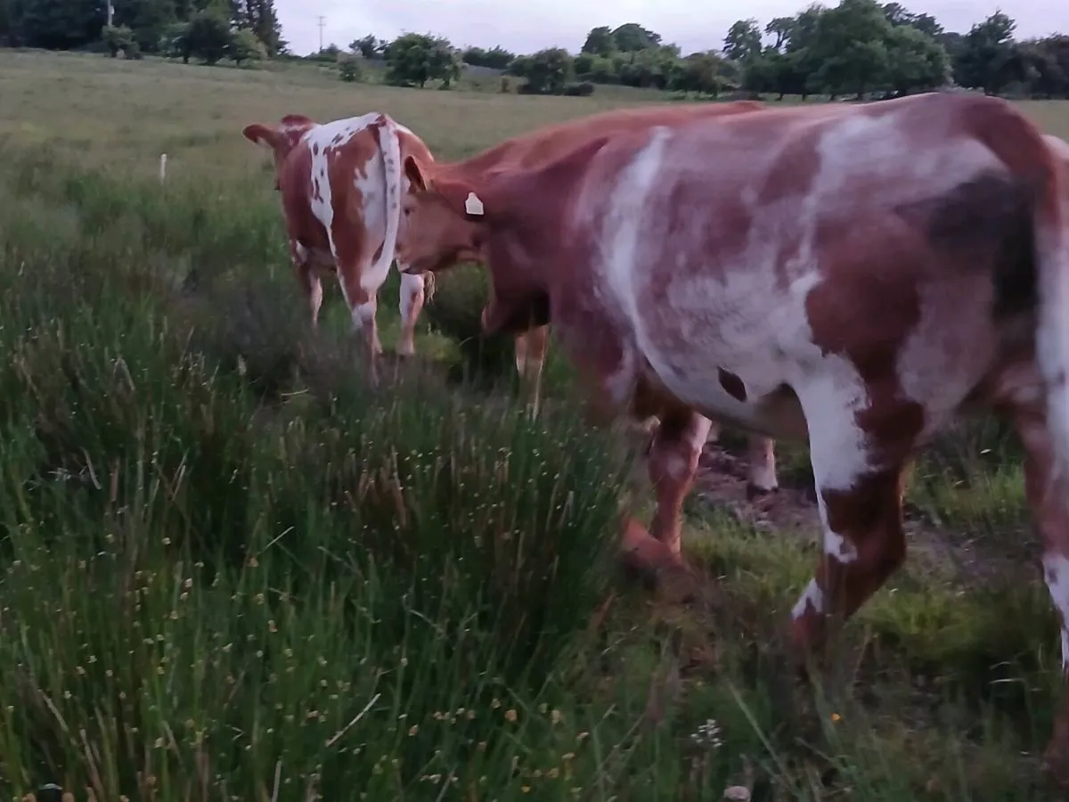 4 Beautiful Breeding Heifers - Image 2