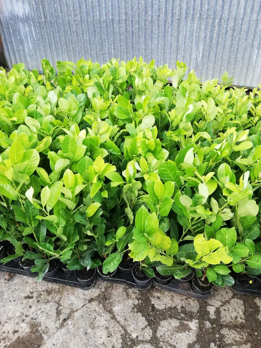 Laurel Hedging - Image 3