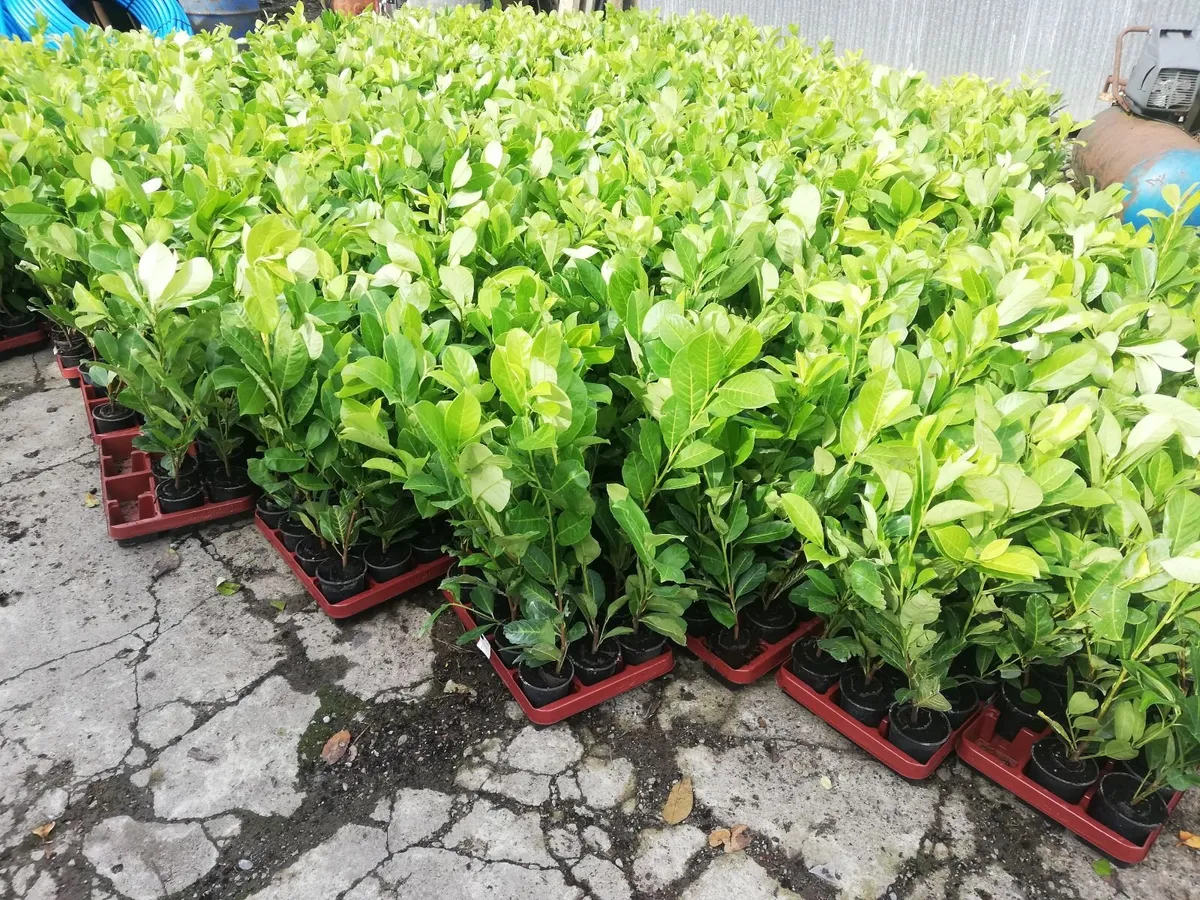 Laurel Hedging - Image 4