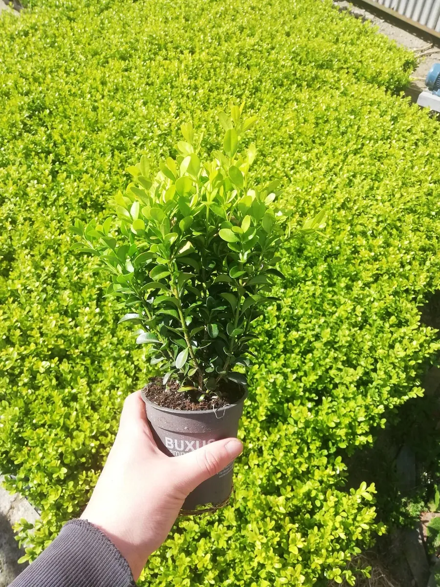 Box Hedging - Image 2