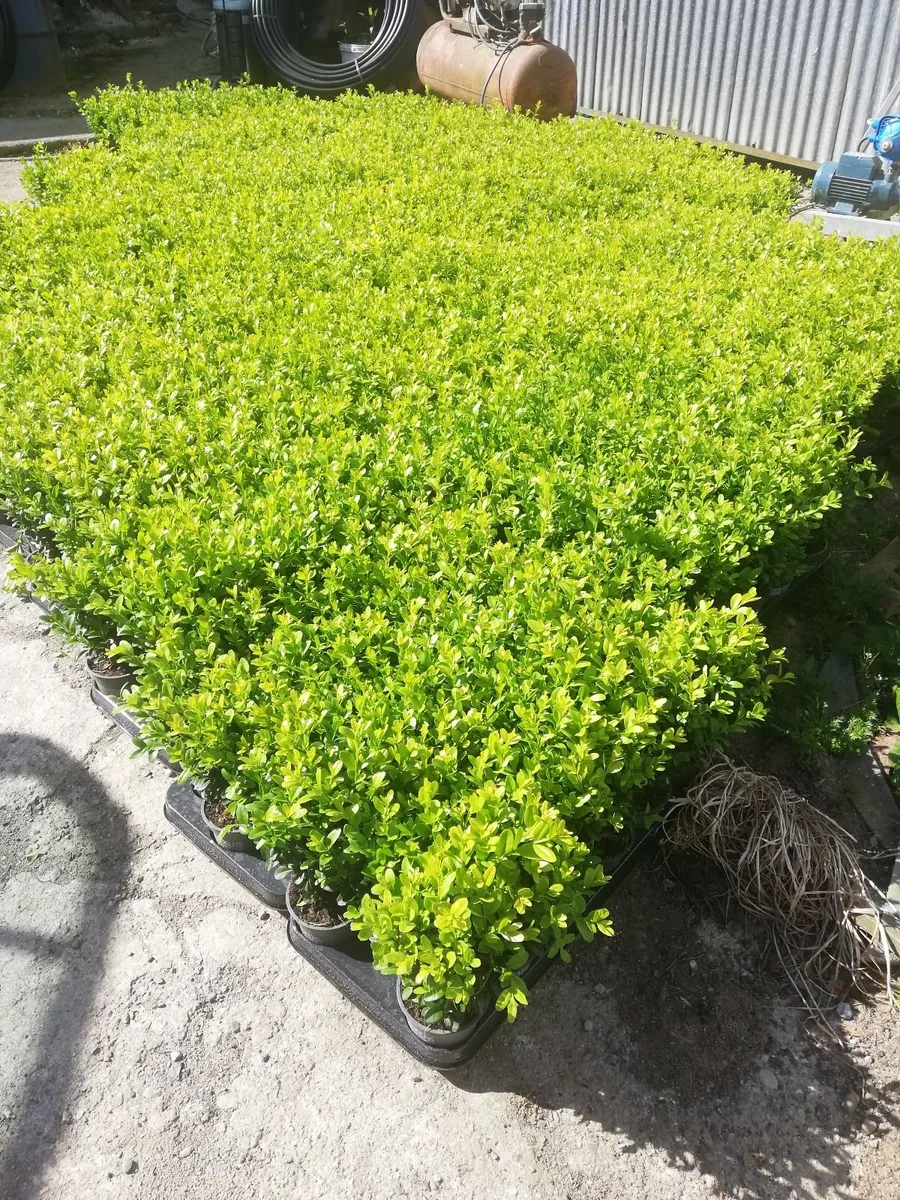 Box Hedging - Image 1