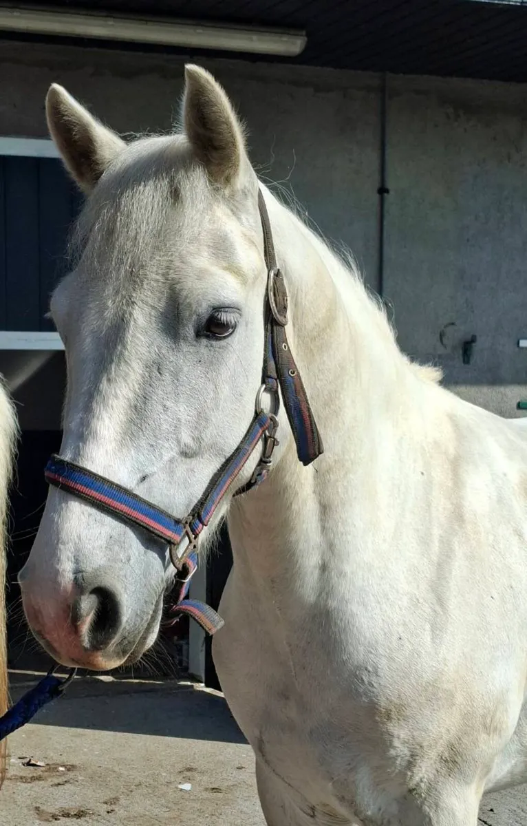 Registered Connemara Pony - Image 2