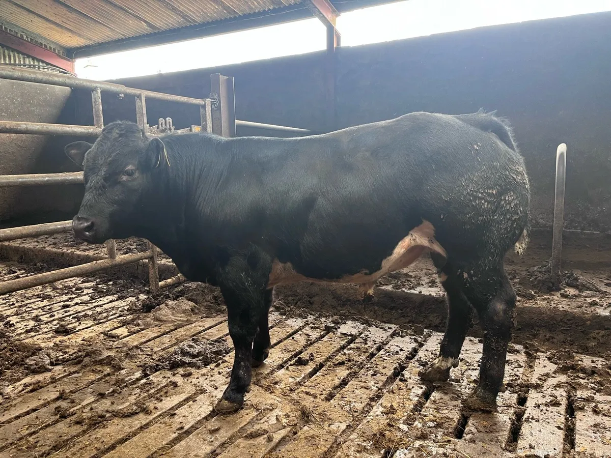 Belgian Blue Bull Calf - Image 1