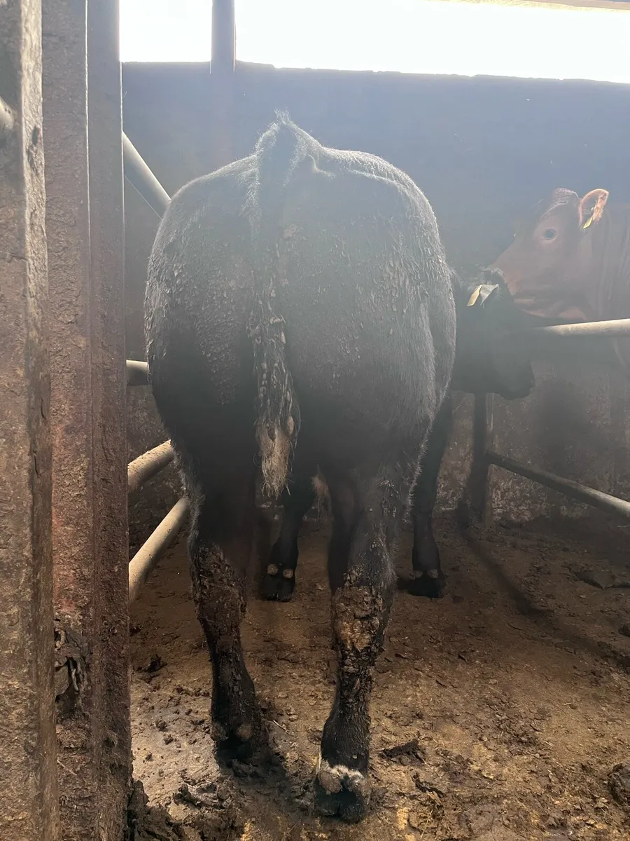 Belgian Blue Bull Calf - Image 4