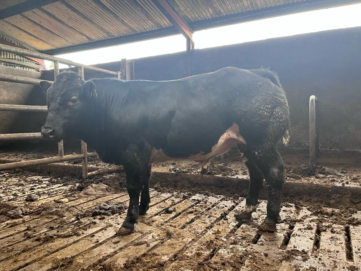 Belgian Blue Bull Calf - Image 2
