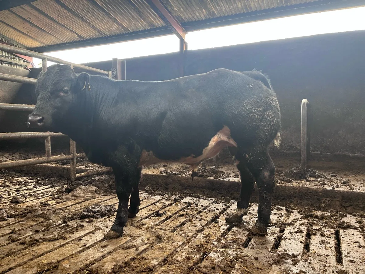 Belgian Blue Bull Calf - Image 3