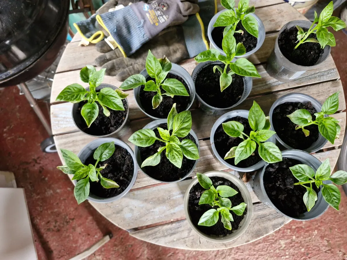 Pepper plants - Image 2