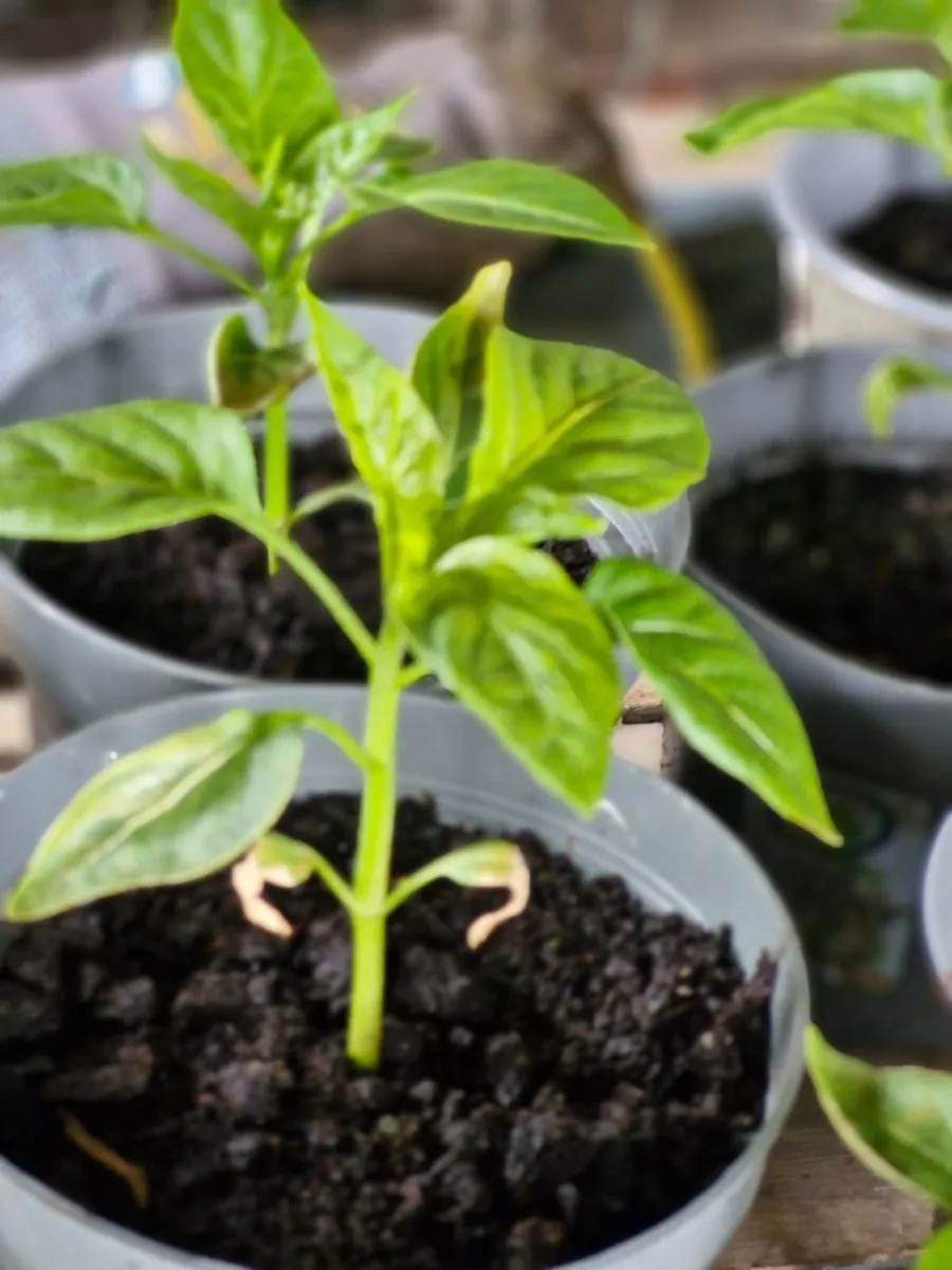 Pepper plants - Image 3