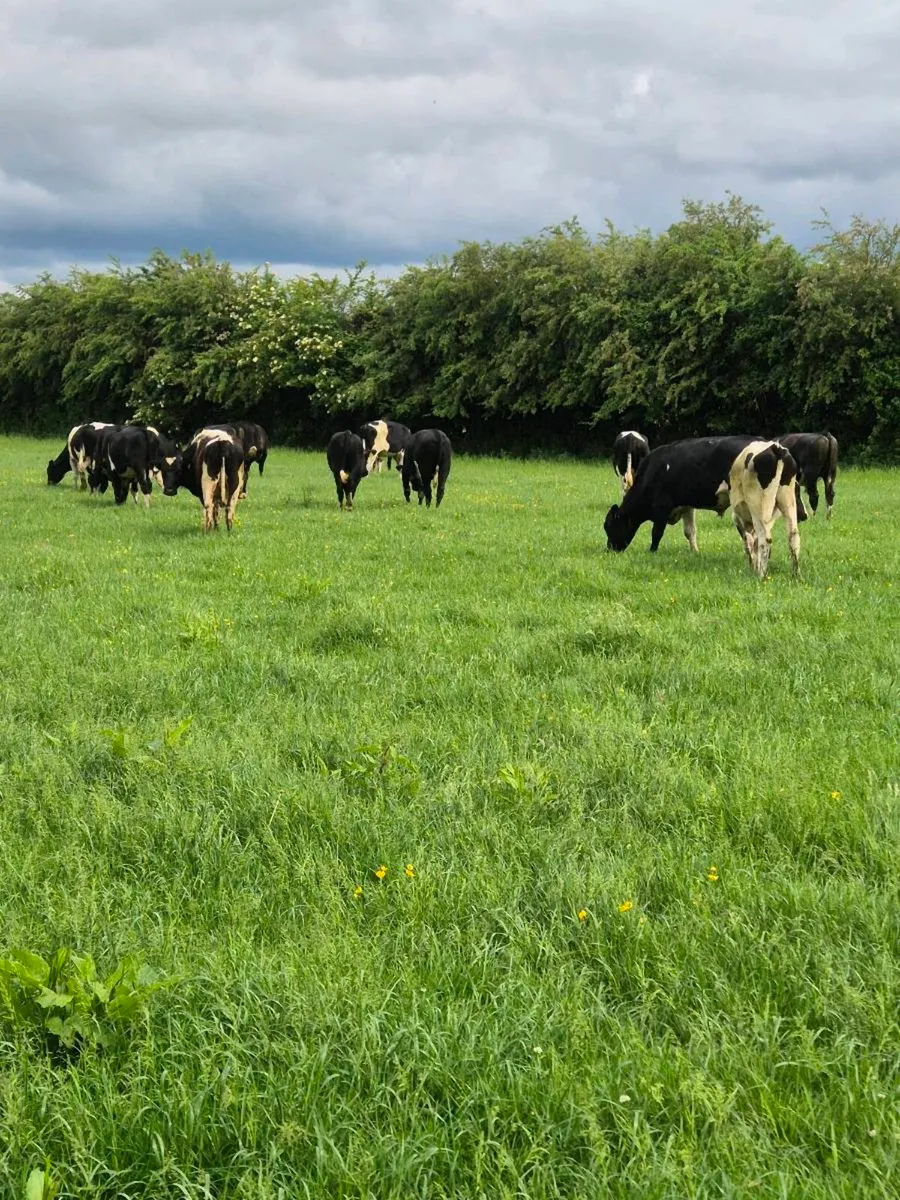 25 Friesian bullocks - Image 1