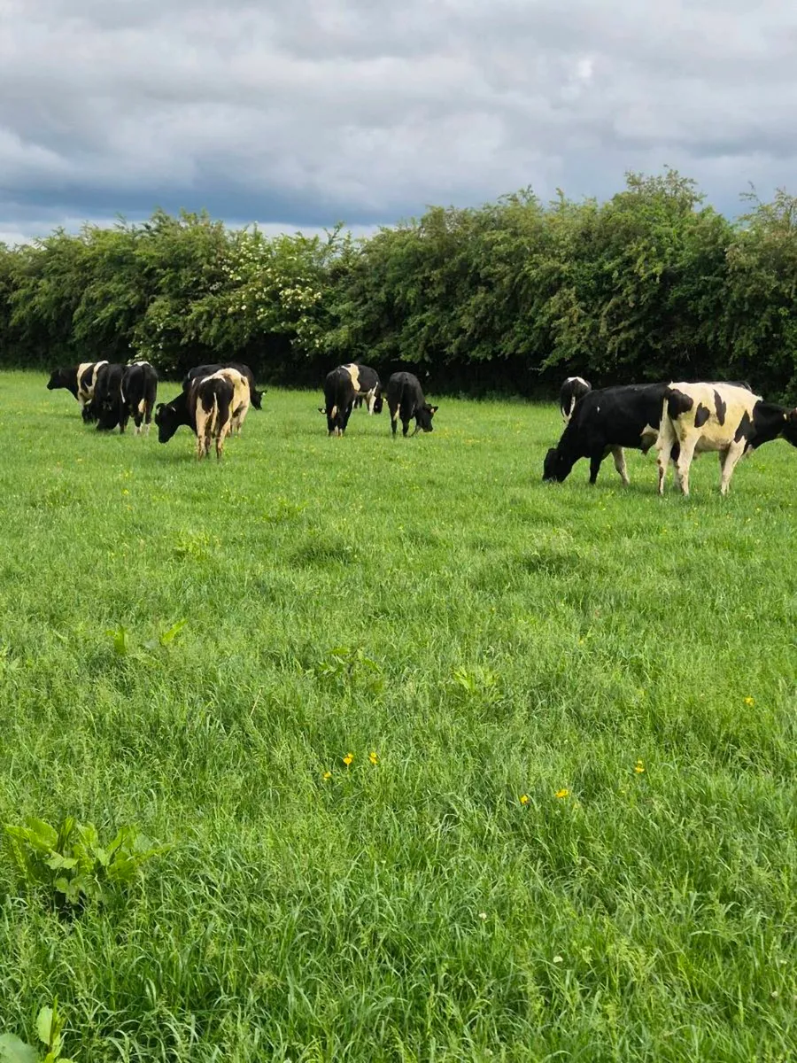 25 Friesian bullocks - Image 2