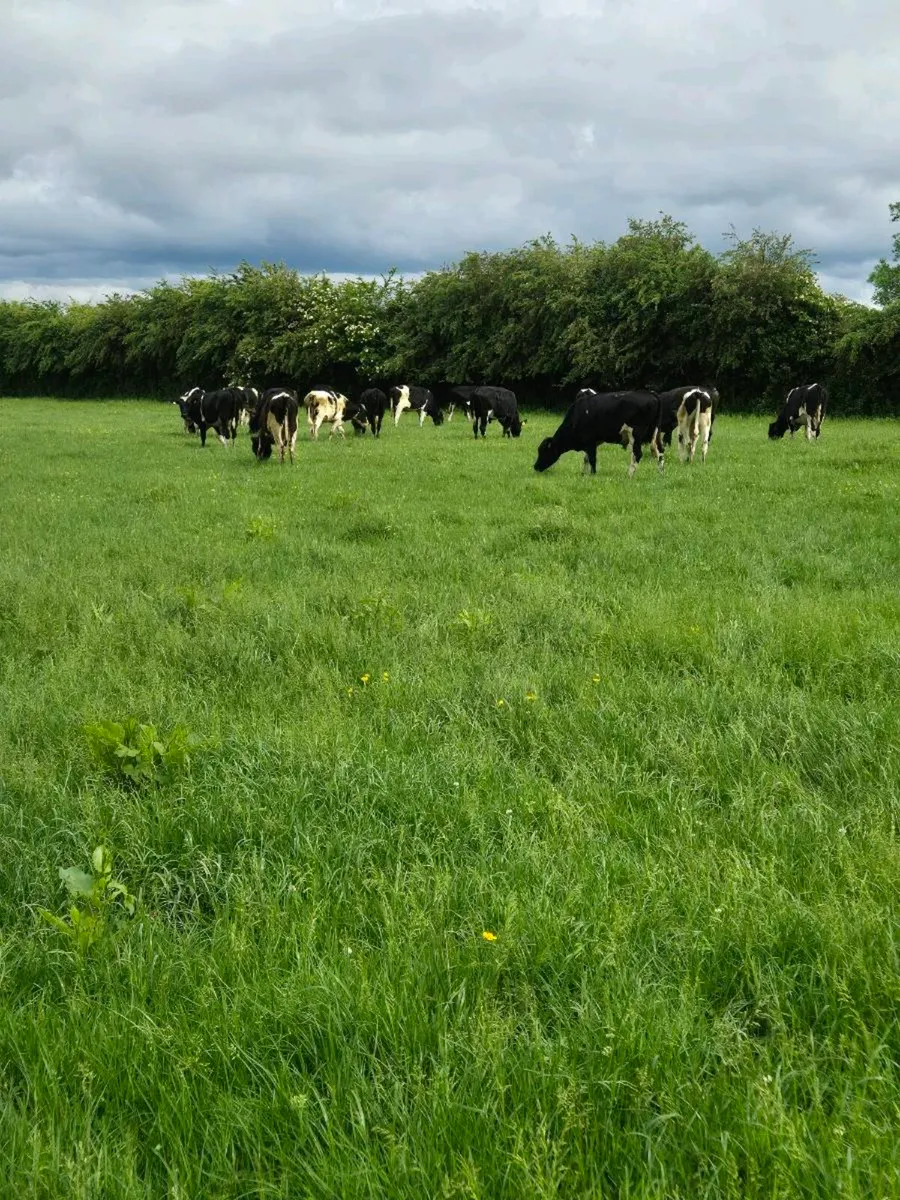 25 Friesian bullocks - Image 3