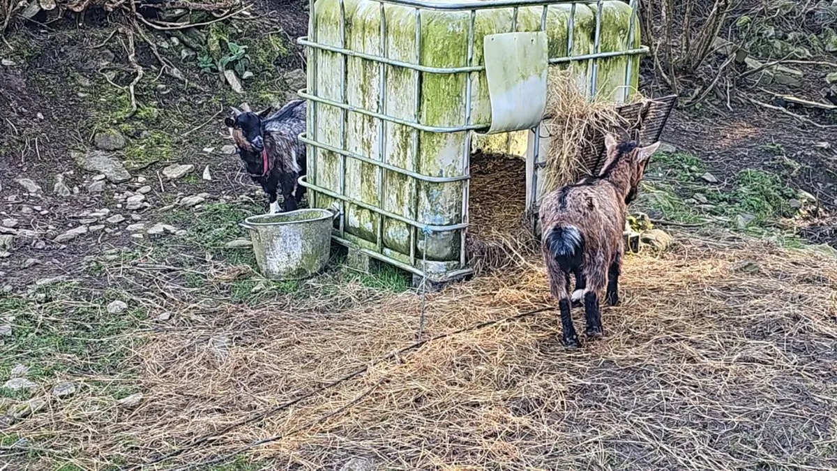 Pygmy goat - Image 1