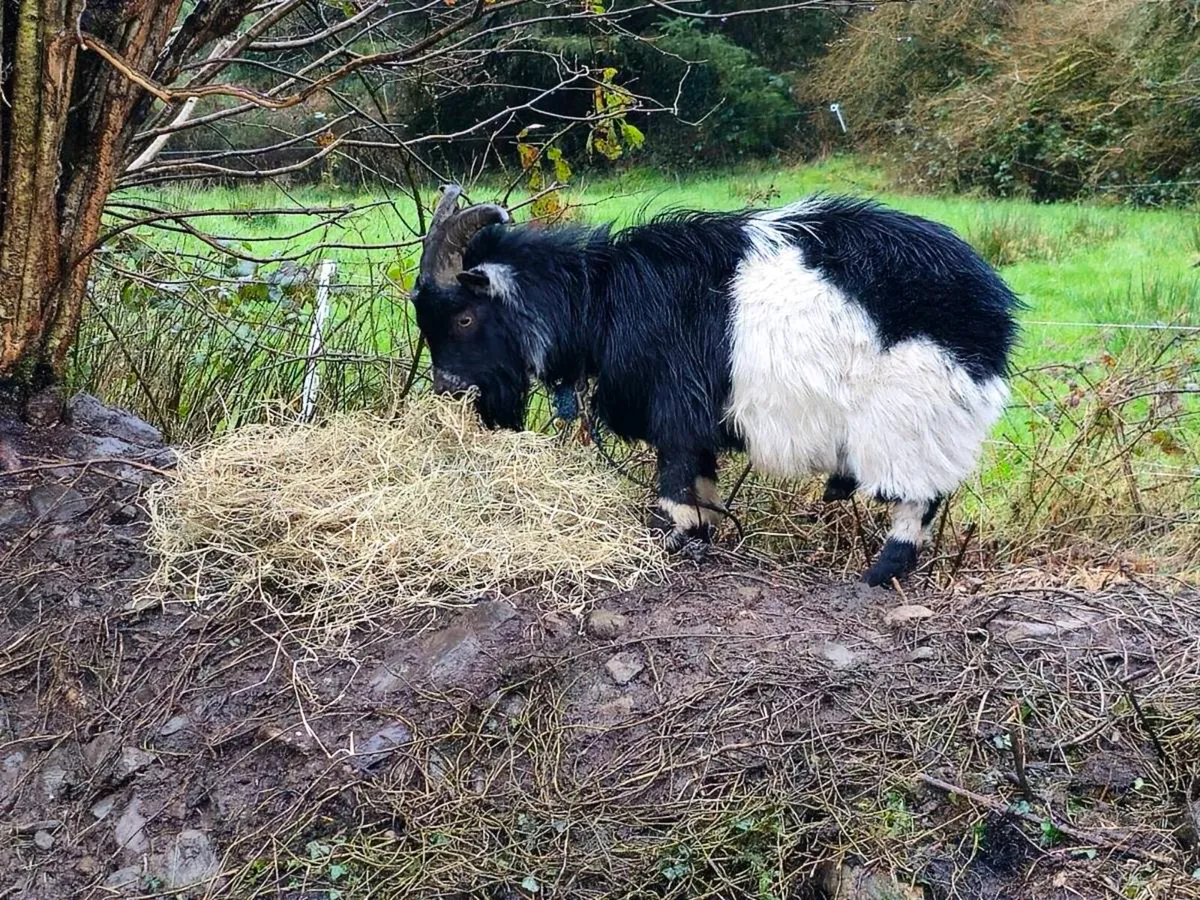 Pygmy goat - Image 2