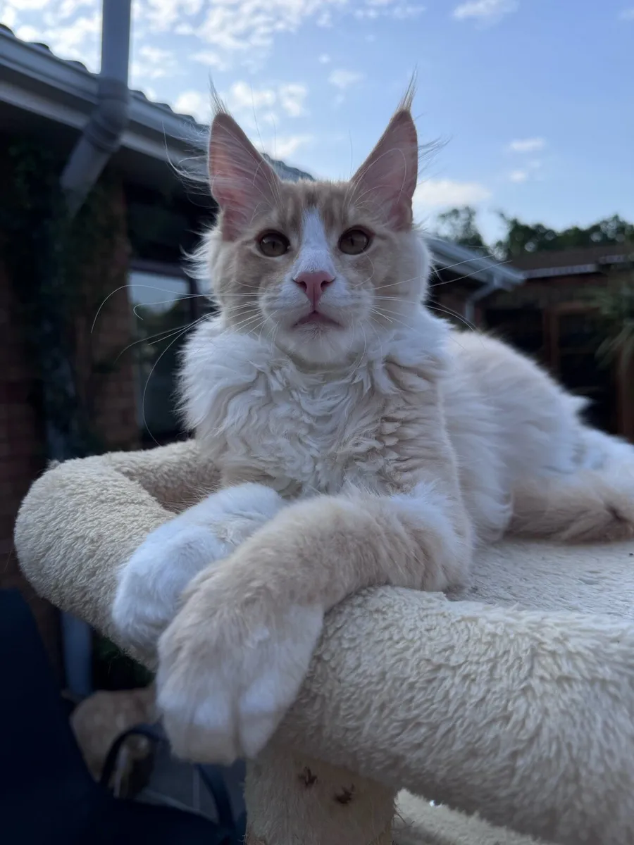 Cat - Image 1