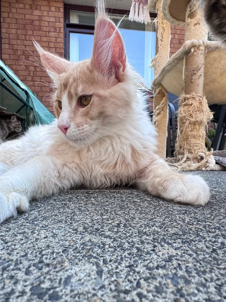 Cat - Image 2