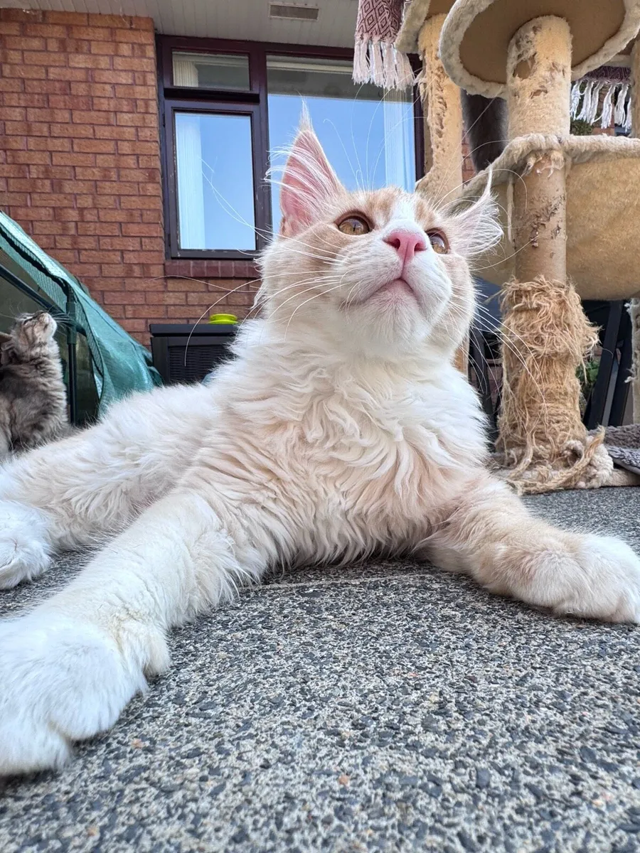 Cat - Image 3