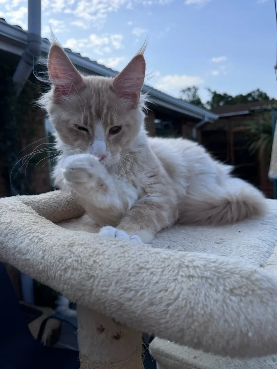 Cat - Image 4