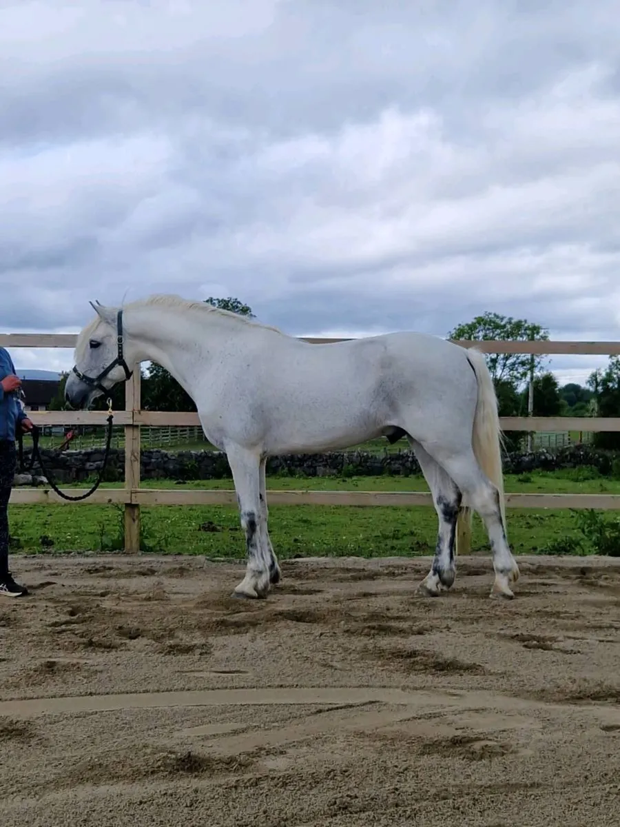 Class 1 connemara stallion - Image 1