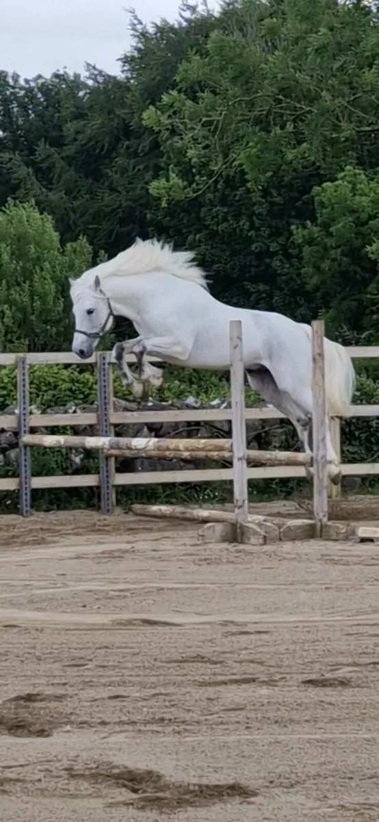 Class 1 connemara stallion - Image 2