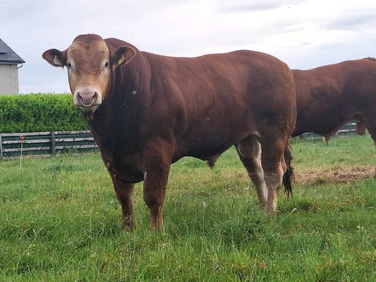 Pedigree limousin Bulls - Image 2