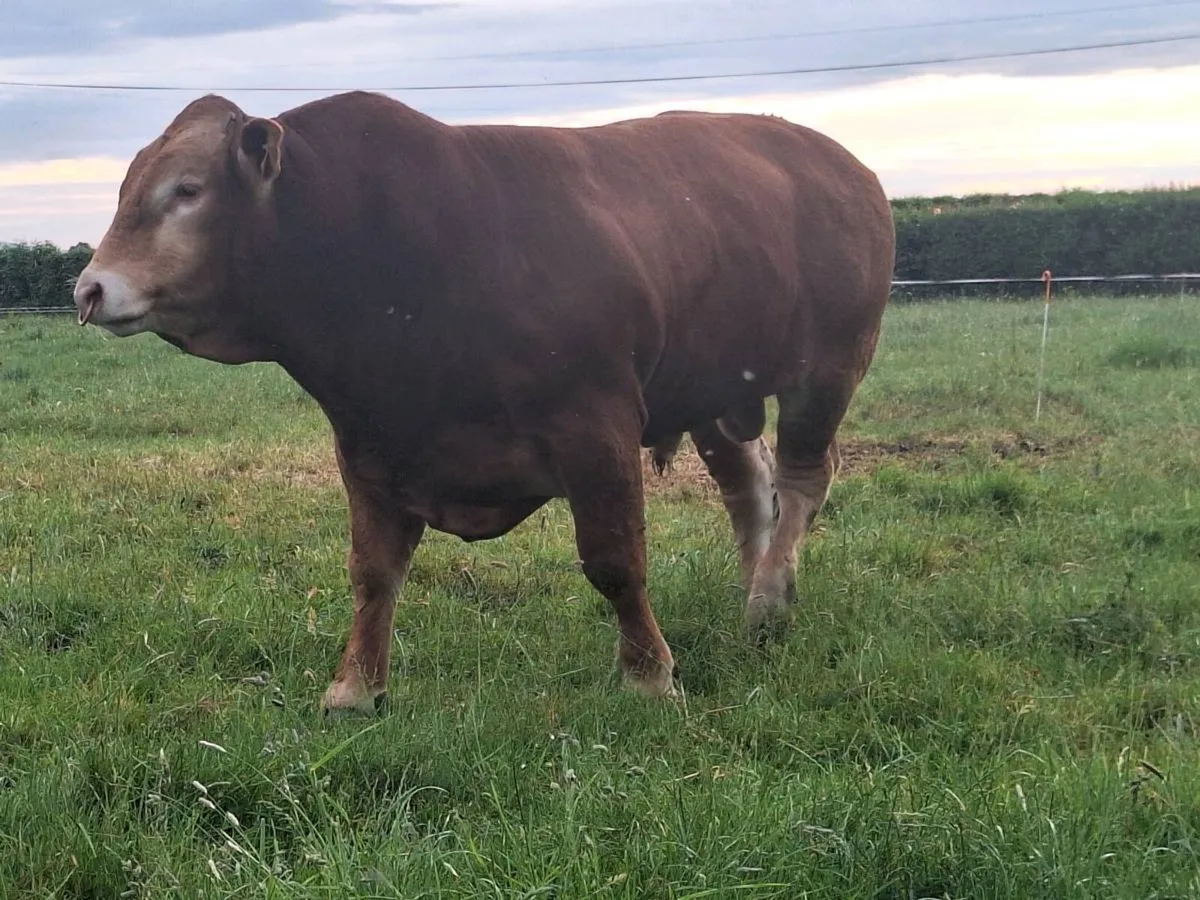 Pedigree limousin Bulls - Image 3