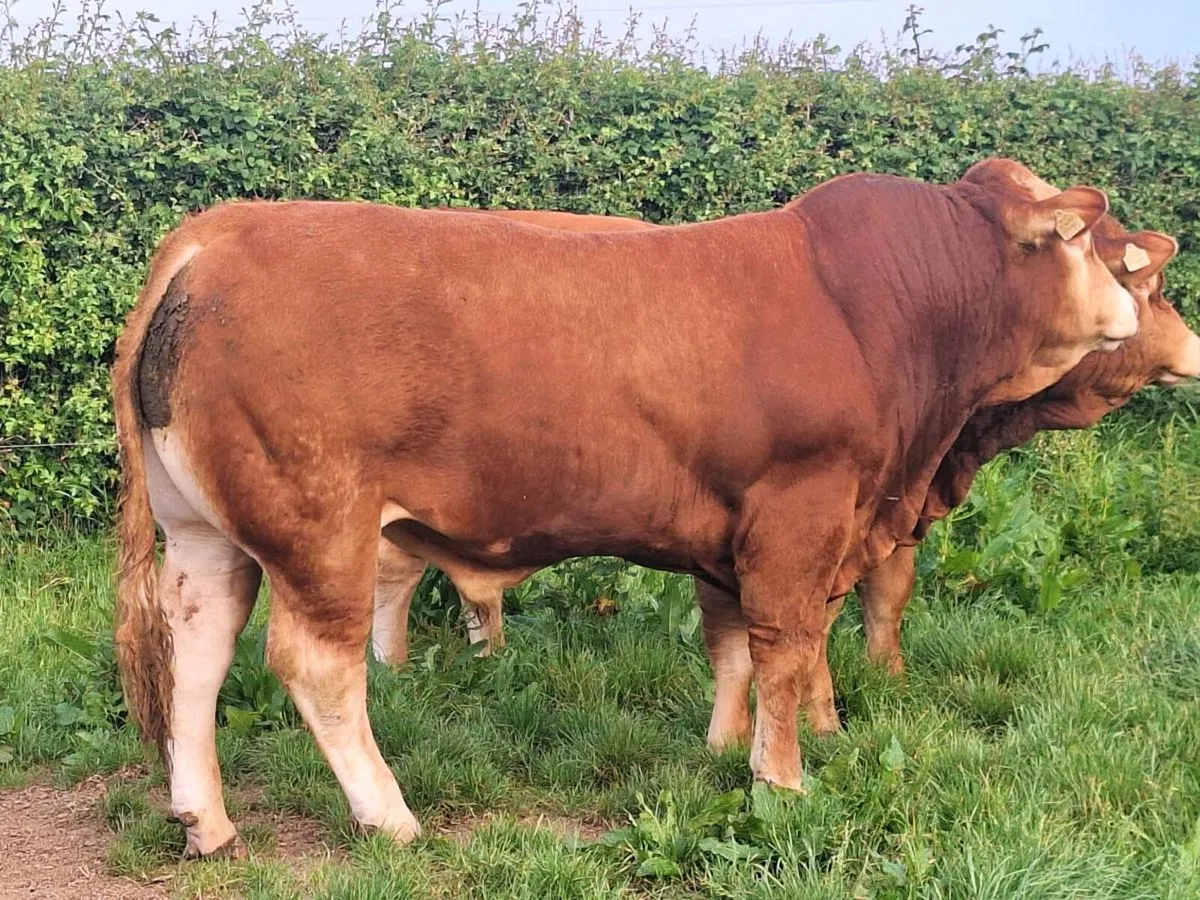 Pedigree limousin Bulls - Image 4