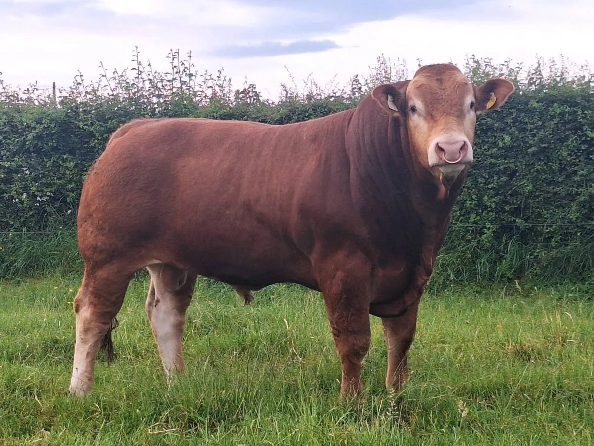 Pedigree limousin Bulls - Image 1