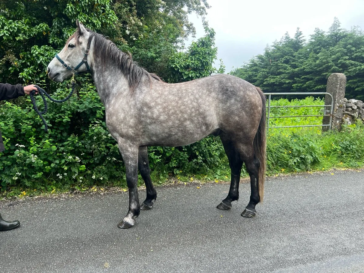 Cob 15.3hh - Image 1
