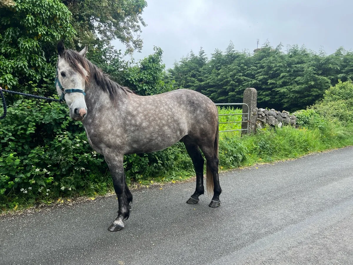 Cob 15.3hh - Image 2
