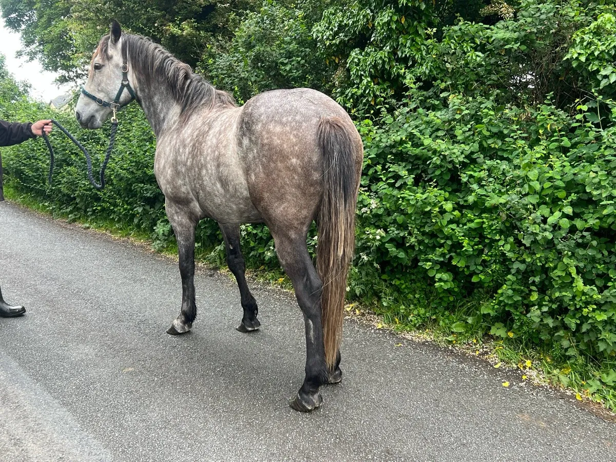 Cob 15.3hh - Image 3