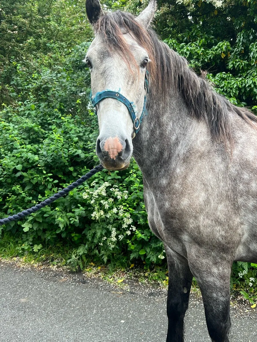 Cob 15.3hh - Image 4