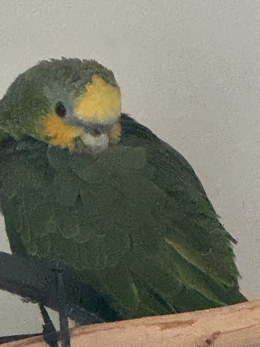 Amazon parrot + Cage - Image 2