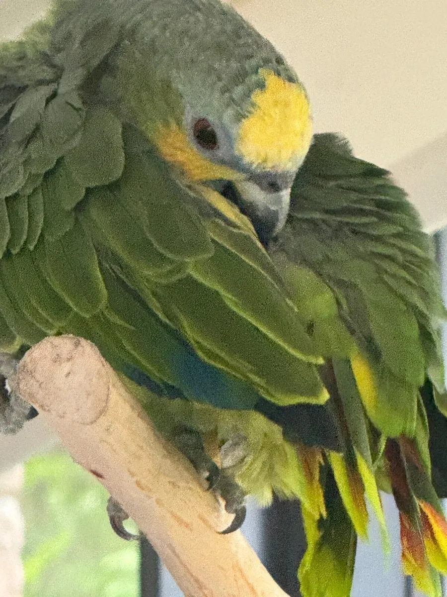 Amazon parrot + Cage - Image 3