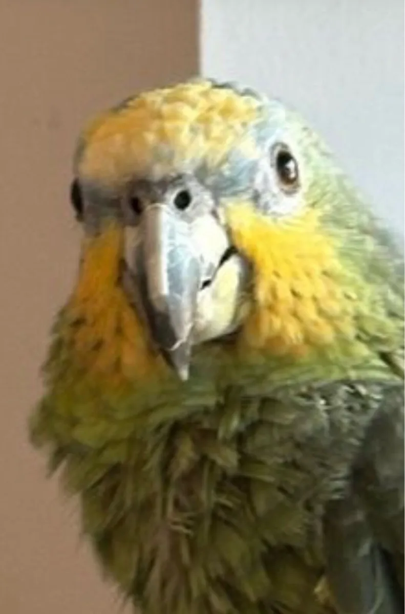 Amazon parrot + Cage - Image 4