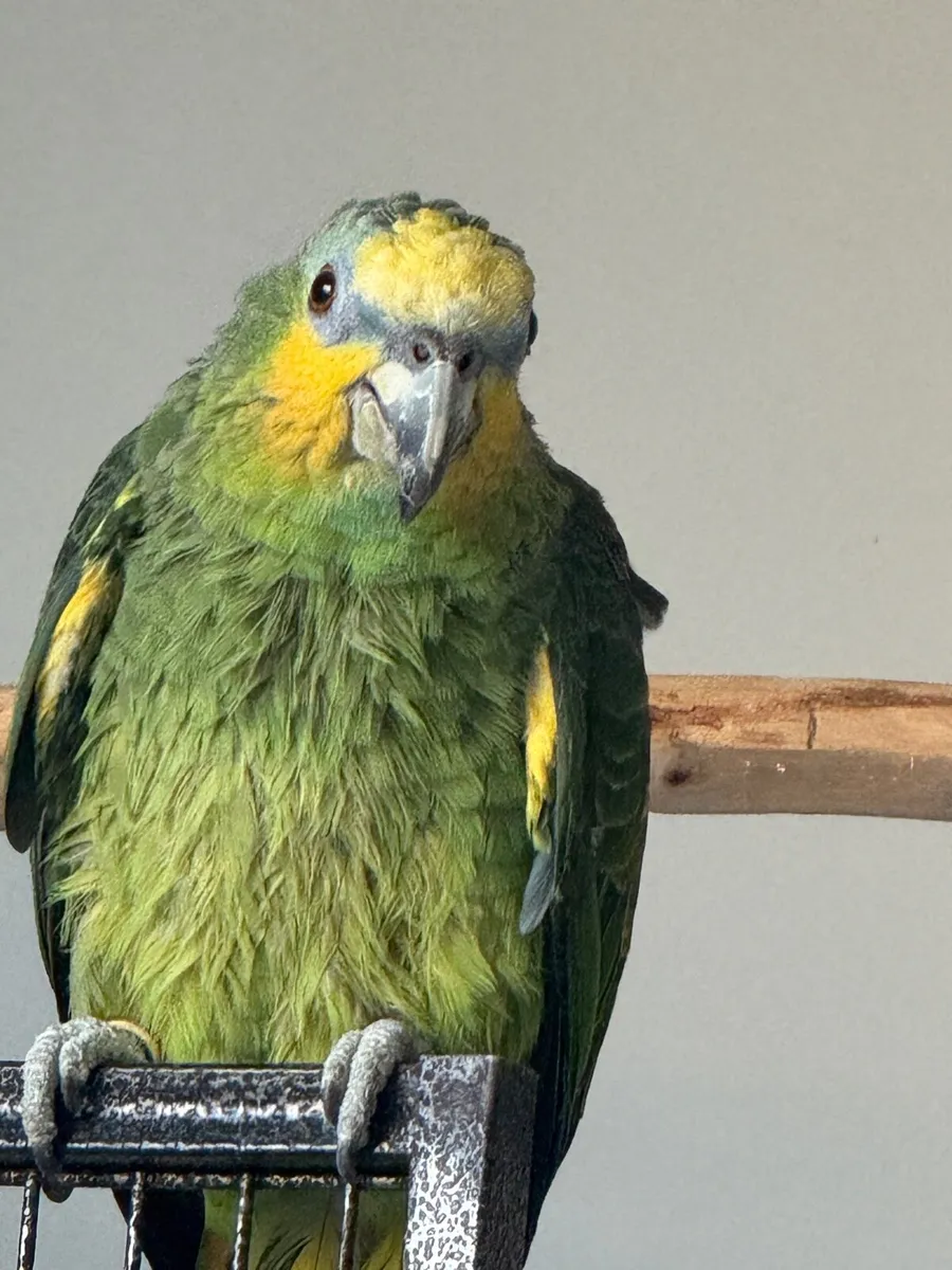 Amazon parrot + Cage - Image 1