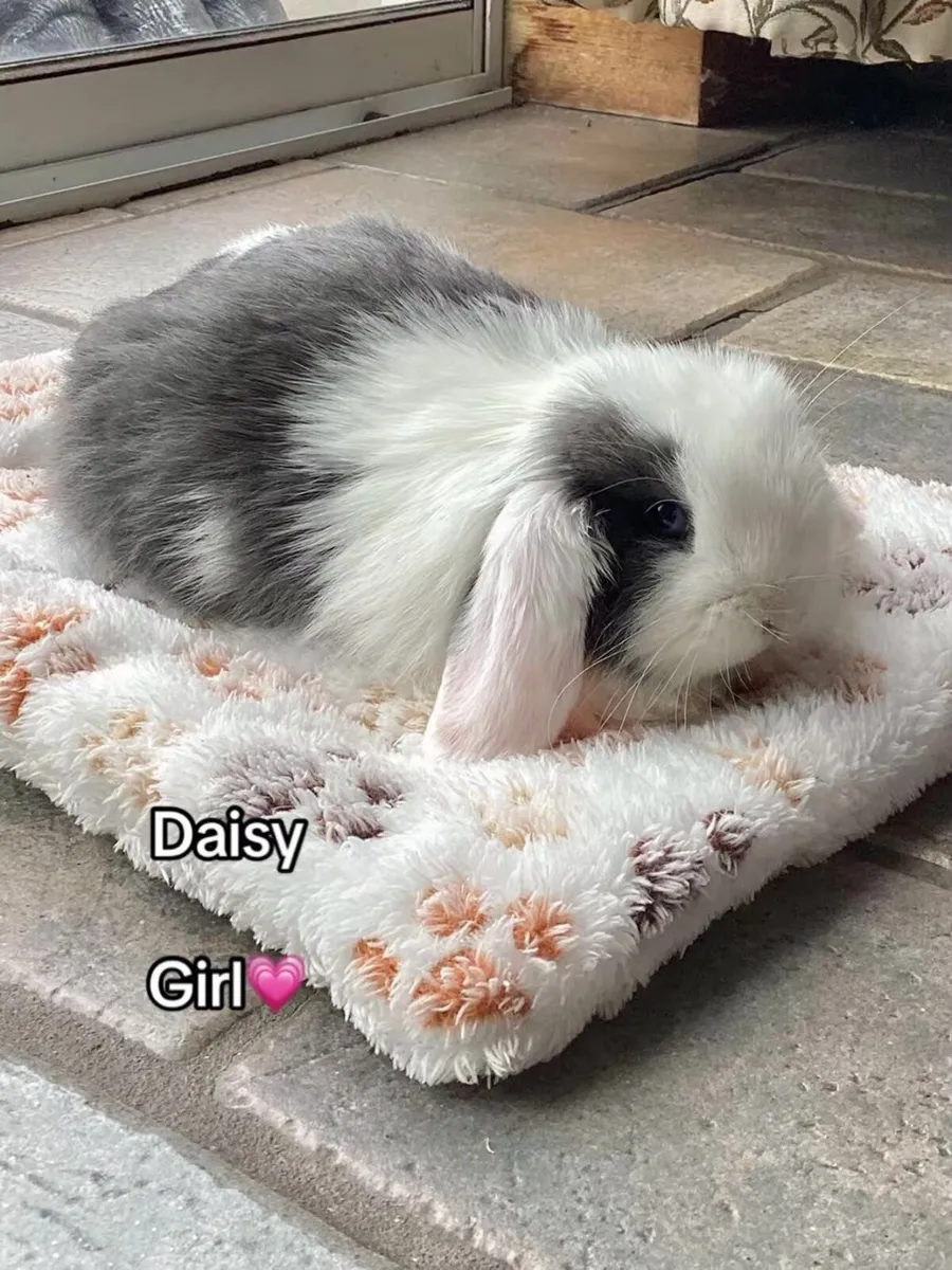 Mini Lop Bunnies - Image 2