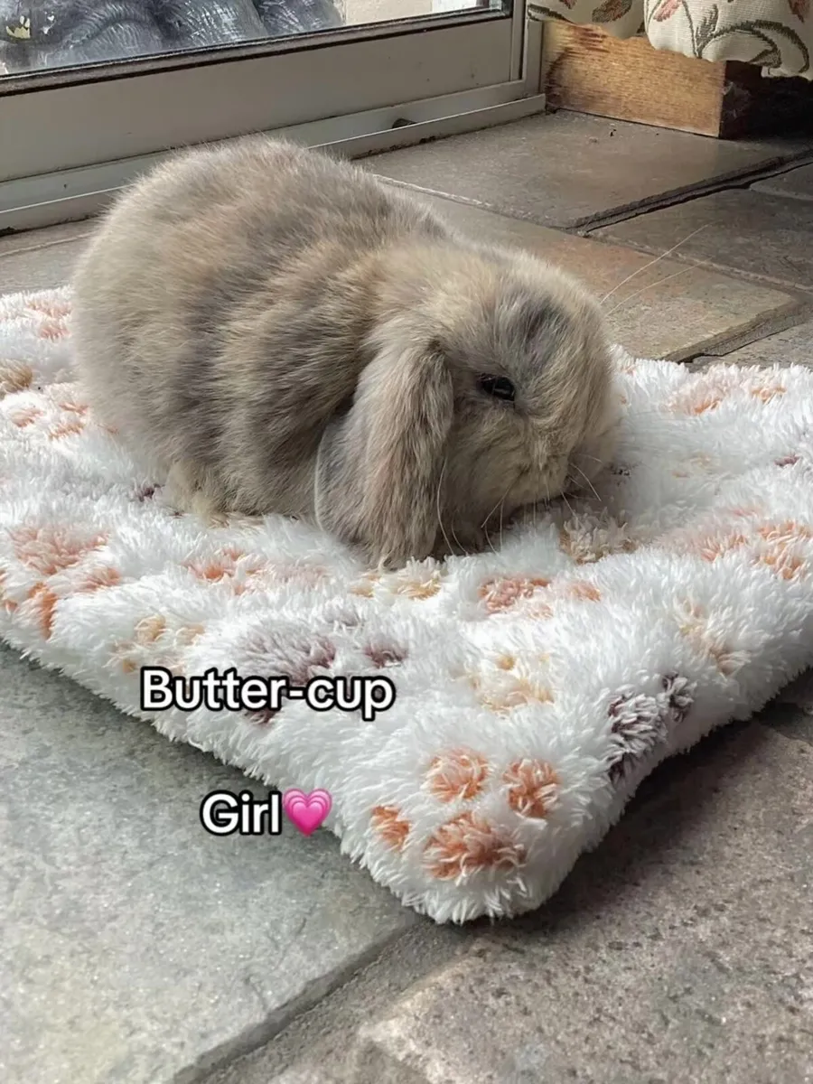 Mini Lop Bunnies - Image 3