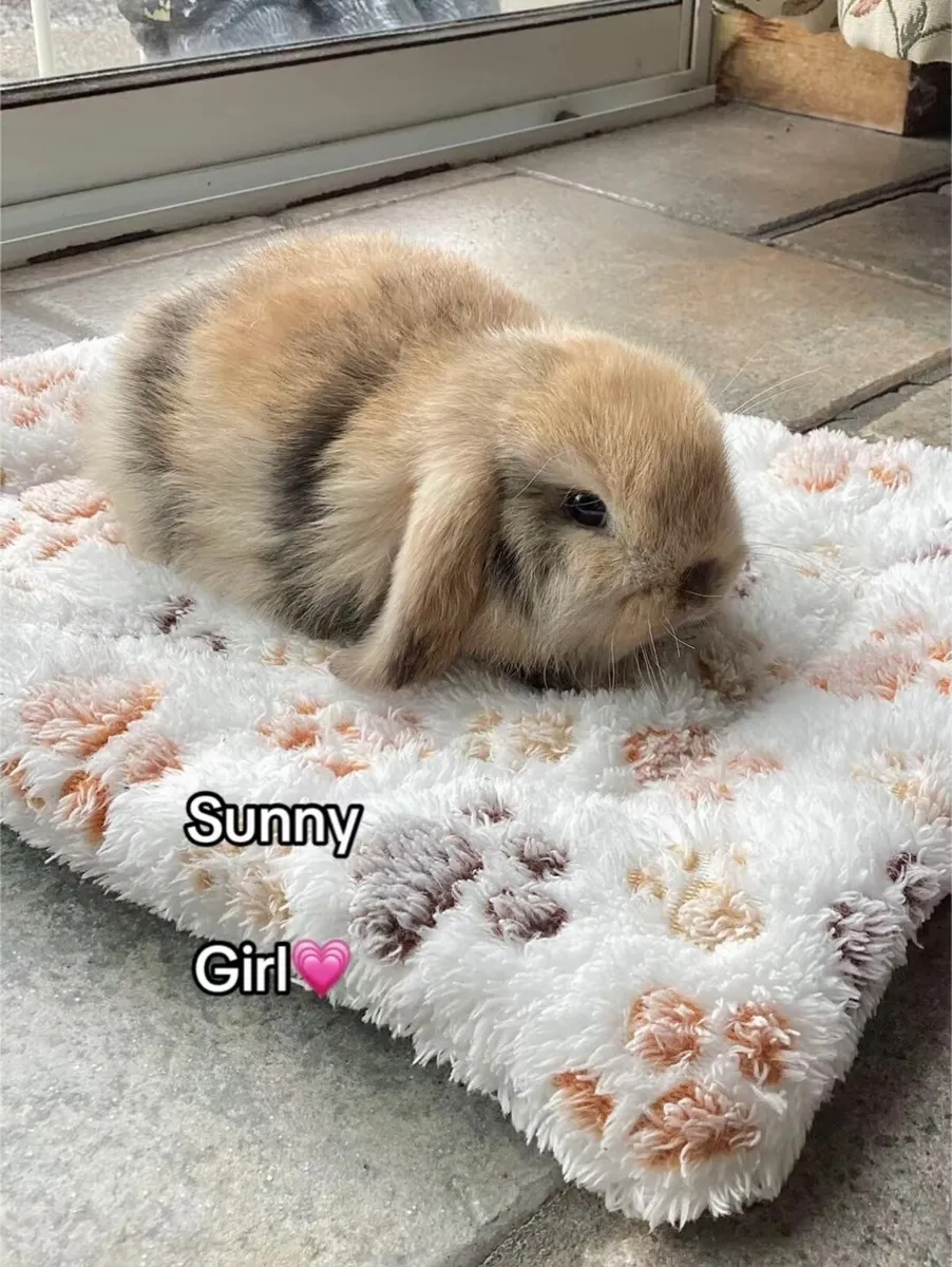 Mini Lop Bunnies - Image 1