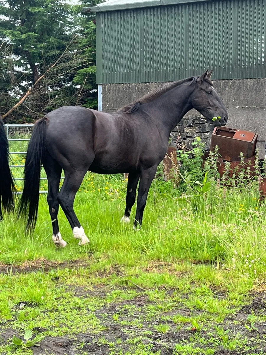 3 year old gelding - Image 2