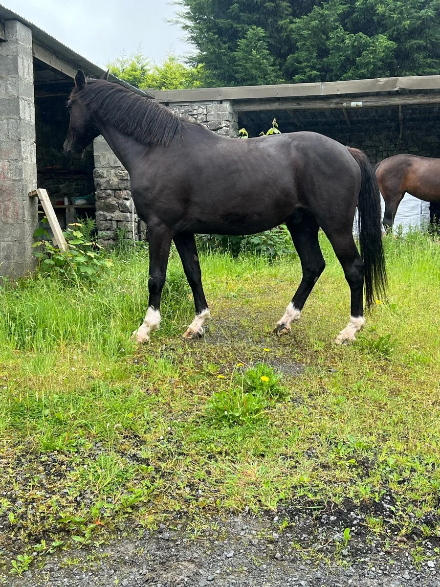 3 year old gelding - Image 3