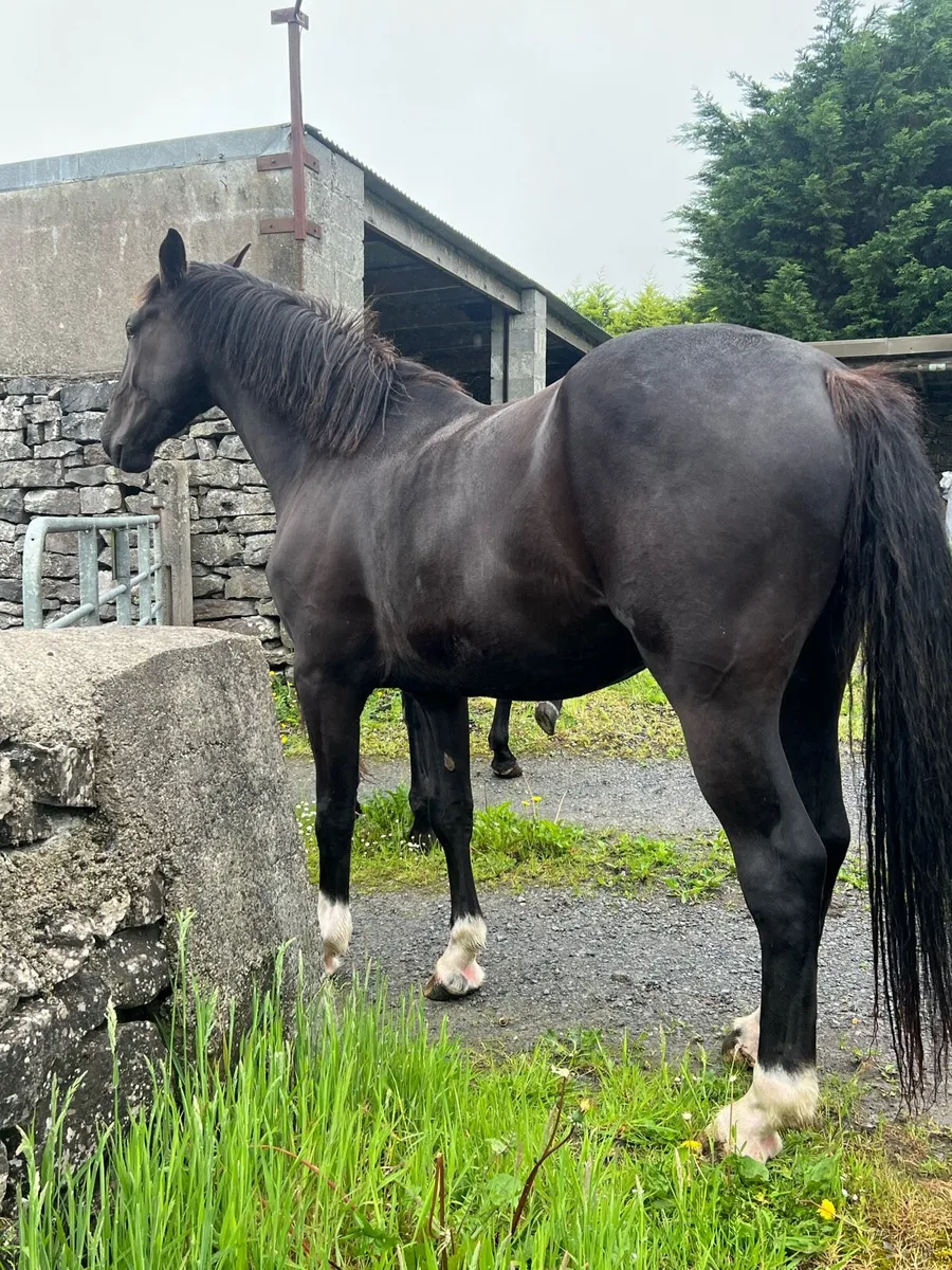 3 year old gelding - Image 4