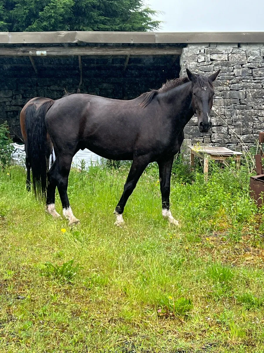 3 year old gelding - Image 1