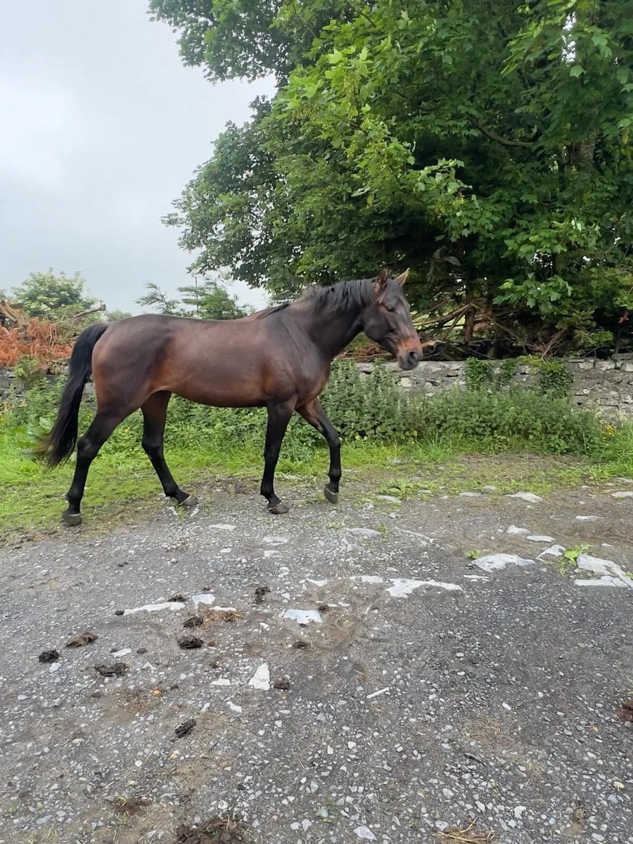 3 year old filly - Image 2