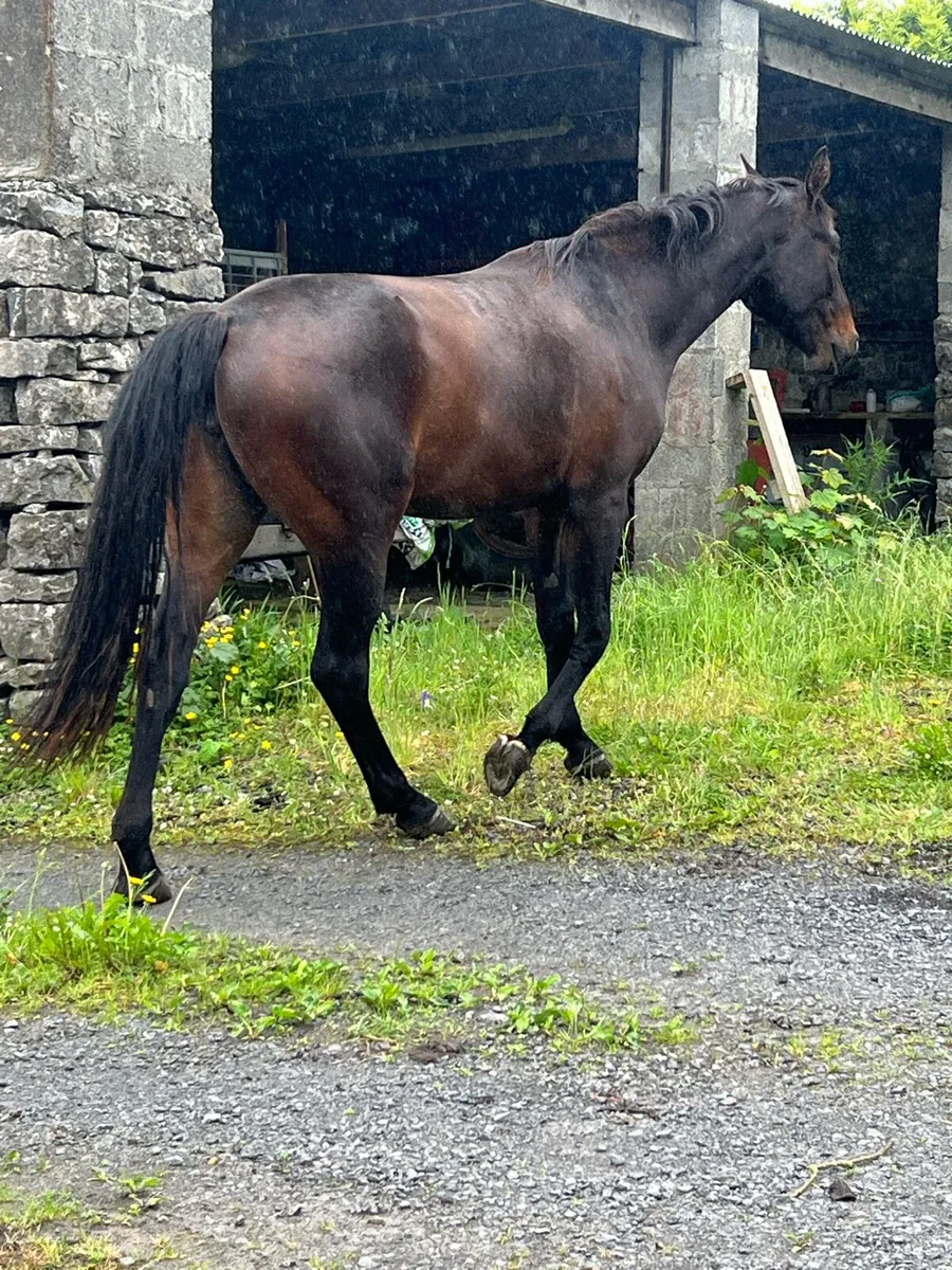 3 year old filly - Image 3