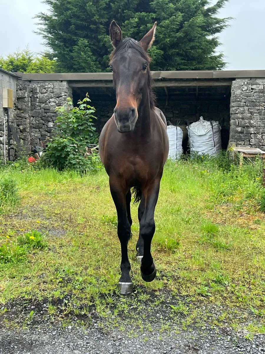 3 year old filly - Image 4
