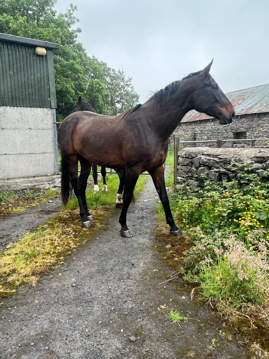 3 year old filly - Image 1