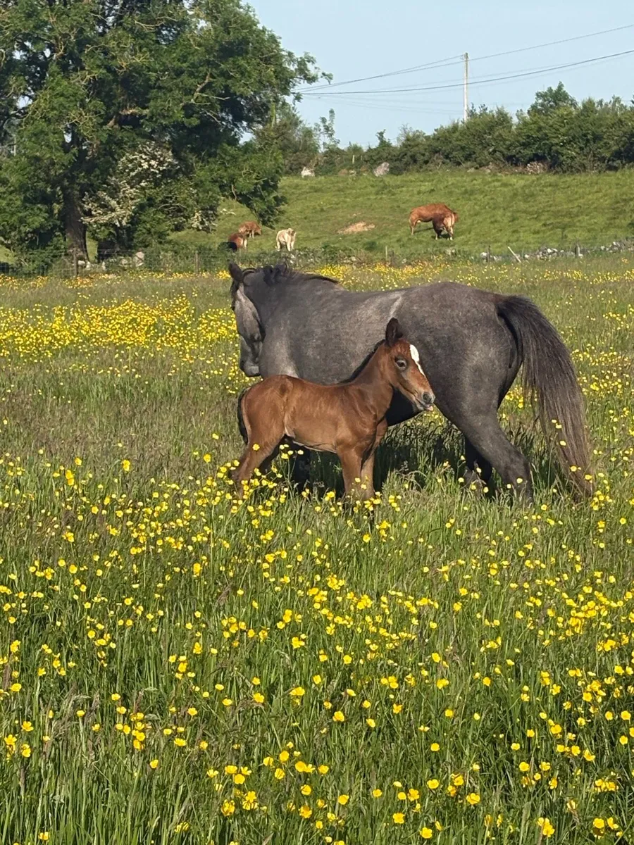 Connemara - Image 2