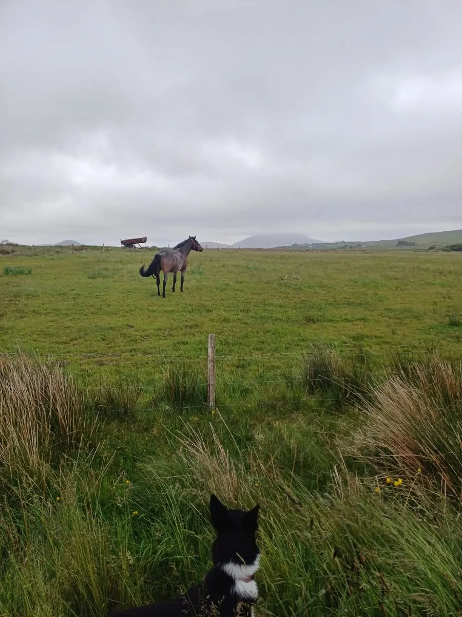 Connemara Filly fully Registered - Image 1